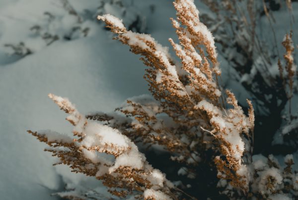 brown plant covered with snow
