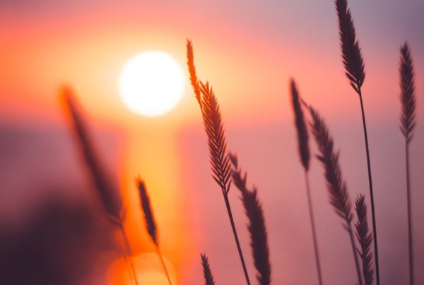 wheat grain in focus photography during sunset