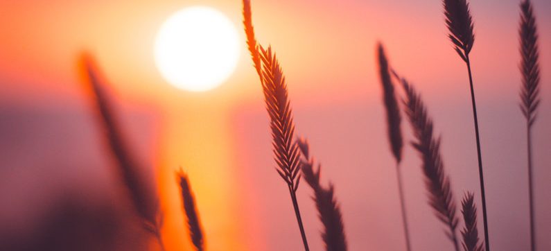 wheat grain in focus photography during sunset